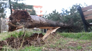 Mardin’deki fırtınada 25 yıllık çam ağacı devrildi!