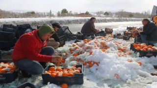 Tonlarca portakal kar içerisinden tek tek toplandı