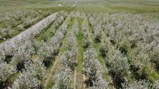 Baharın gelmesiyle çiçek açan binlerce meyve ağacı görsel şölen oluşturdu