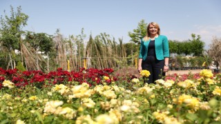Belediye kendi ürettiği çiçeklerle tasarruf sağlıyor