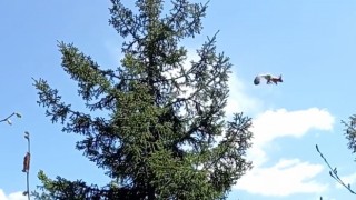 Gümüşhanede ağaçtan ağaca uçan sincap cep telefonu kameralarına takıldı