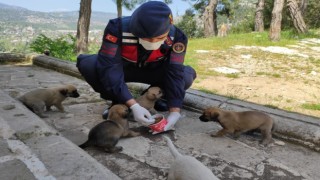 Jandarma tam kapanma sürecinde sokak hayvanlarını unutmadı