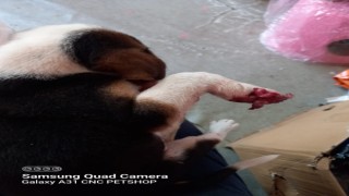 Kamyonetin çarptığı sevimli yavru köpek tedavi edildi