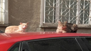 Kedilerin sabah güneşi keyfi