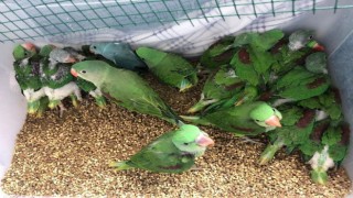 (ÖZEL) İstanbulda kanatlı hayvan operasyonu: 38 İskender papağanı kurtarıldı