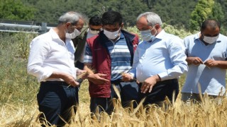Tarsus Belediyesinin ektiği ata tohumlar hasat edildi