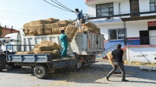 Tarsusta hasat edilen 30 ton buğday ve saman üreticilere ücretsiz dağıtıldı