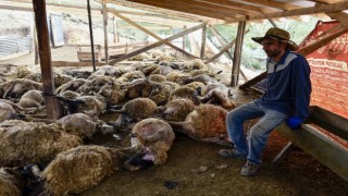 Gümüşhanede ağıla giren kurtlar 103 koyunu telef etti, 43 koyunu yaraladı