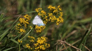 Kelebek gözlemcisi ve fotoğraf sanatçısı Yalçın: Gümüşhanede kelebek popülasyonu yok oluşun eşiğinde