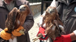 Yozgatta yaralı 2 kızıl şahin ve baykuş tekrardan doğaya salındı