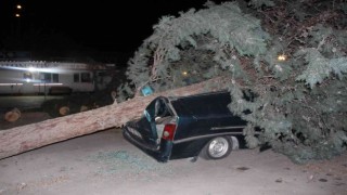 Amasyada fırtınanın söktüğü ağaç, minibüsün üstüne devrildi