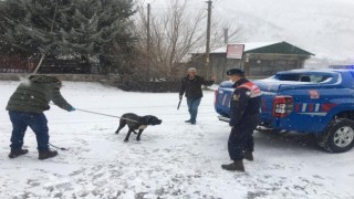 Bingölde başıboş gezen Pitbull cinsi köpek, yakalanarak barınağa götürüldü