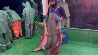 Çanakkalede ağlara takılan köpek balıkları denize salındı