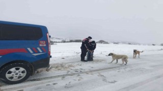 Jandarma ekipleri, sokak hayvanlarını unutmadı