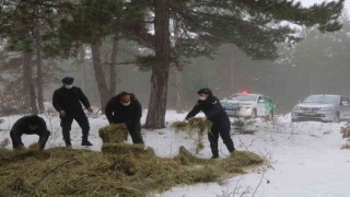Jandarma ekipleri yaban hayvanlarına yem bıraktı