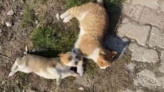 Kedi-köpek dostluğu görenleri şaşırtıyor
