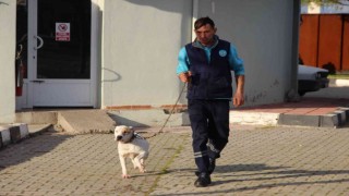 Manisada barınaktaki yasaklı ırk köpeklerin sayısı 240a ulaştı