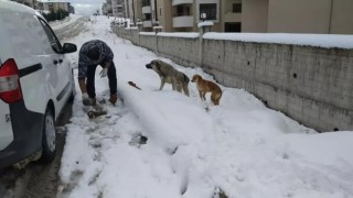 Safranbolu Belediyesi sokak hayvanları için yem ve mama dağıttı