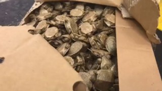 Sarp Sınır Kapısında bir araçta 5 bin su kaplumbağası ele geçirildi