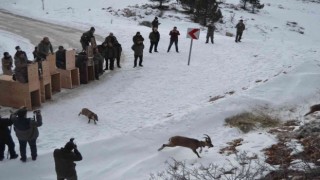 Türkiyede ilk kez doğal alanından alınan yaban keçileri tekrar doğal alana salındı