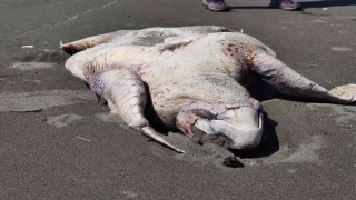 Hatayda yeşil deniz kaplumbağası ölü bulundu