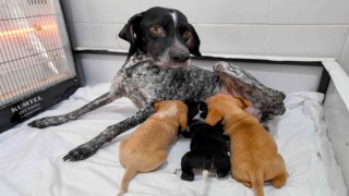 Yağmur altında kalan anne köpek ve yavruları koruma altına alındı