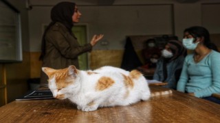 Diyarbakırda tedavi edilen kediler, okulun maskotu oldu