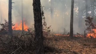 Kütahya-Balıkesir sınırında orman yangını