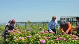 Altınova Belediyesi Tıbbi Aromatik Bitkiler Bahçesinde hasat zamanı