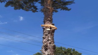 Bursada ağaçta mahsur kalan kediyi itfaiye kurtardı