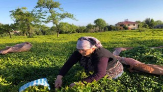 ÇAYKUR ilk üç günde bin 500 ton yaş çay alımı yaptı