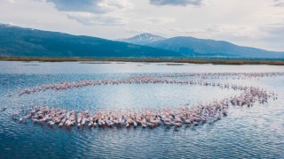 Eber Gölünde süzülen flamingolar güzellikleriyle mest etti