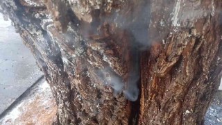 Kovuğuna atılan sigara izmaritinden ağaç tutuştu
