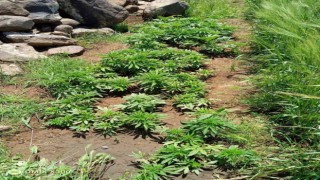 Viranşehirde 259 kök kenevir bitkisi ele geçirildi