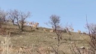 Elazığda yaban keçi sürüsü görüntülendi