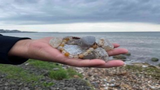Fatsa sahilindeki değerli taşlar ilgi çekiyor