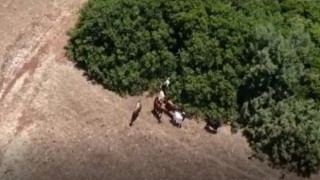 Jandarma kayıp keçileri dronle buldu