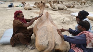 Pakistanda Kurban Bayramı öncesi develer süslendi