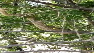 Türkiyenin en zehirli yılanı Tuncelide görüntülendi