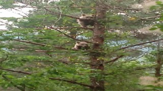 Ağaca çıkan yavru ayılar vatandaşlar tarafından görüntülendi