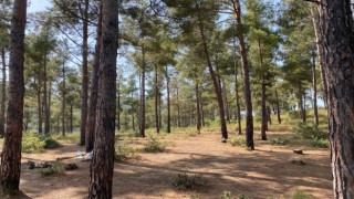 Tekirdağda piknik yaparken ormanı yakan 3 kişi tutuklandı