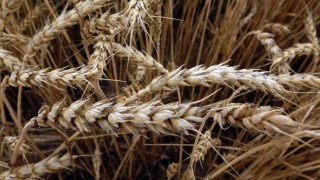 TMOda buğday ve arpa alım taban fiyatları belirlendi