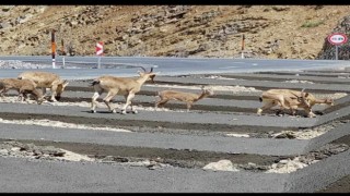 Hakkaride dağ keçisi sürüsü yola indi