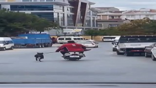 Köpeği motosikletle dakikalarca koşturdu