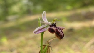 Dünyada sadece Manavgatta olan Antalya orkidesi 10 yıl sonra yeniden bulundu