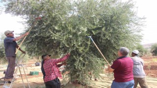 Kiliste zeytin hasadının erken yapılmasıyla soğuk sıkım zeytinyağı üretimi de başladı