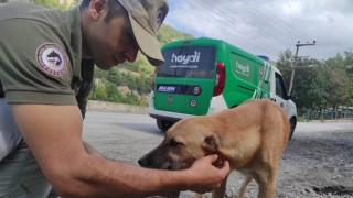 Osmaniye'de HAYDİ polisleri sokak hayvanları için mama bıraktı