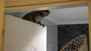 Davetsiz misafir makak maymunu koruma altında