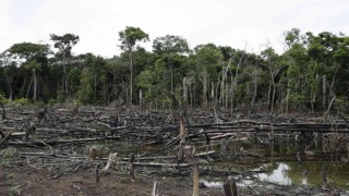 ABden ormansızlaşmaya neden olan ürünlere ithal yasağı
