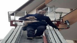 Balkonda mahsur kalan kediyi itfaiye ekipleri kurtardı